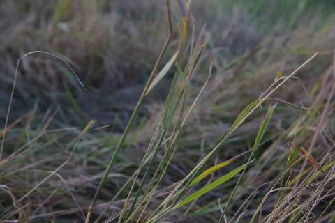 Ковыль feather grass Stock-Fotos
