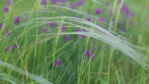 Kovyl Stipa against the background of Astragalus sand. Focus shift Video stock 133706644