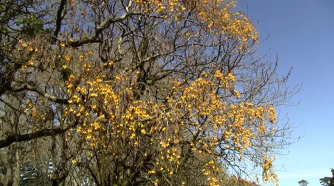 Kowhai tree blossoms 库存影片 29821226