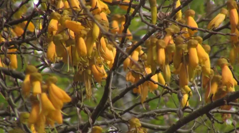 Kowhai Tree Flowers 库存影片 29514362