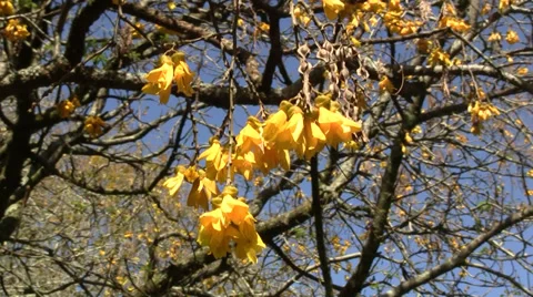 Kowhai Tree Flowers 库存影片 29822468