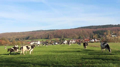 Kows HD Stock Footage 33474815