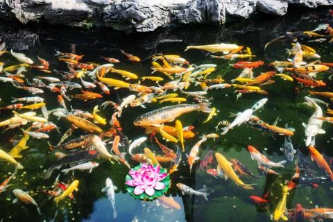 Koy fish in the the jade buddha temple shanghai china Stock Photos