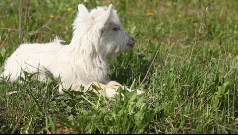 Kozl-1 Stock-Footage 5579123