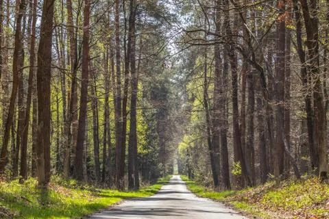  Kozłowiecki Forests Stock Photos