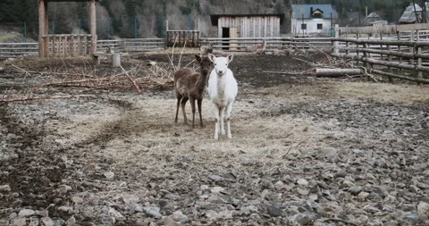 Kozuli 2 Stock Footage 152723220