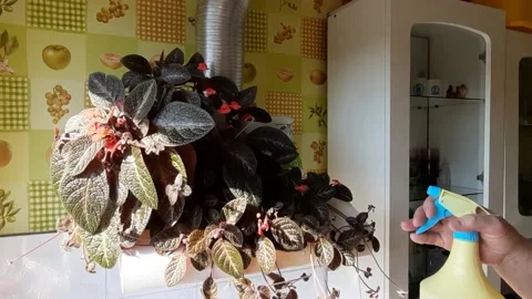 KR.30 Indoor flower. Stock Footage 136672492