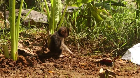 Kra monkey name Macaca fascicularis Stock Footage 228721976