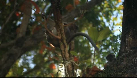 Krabi, Thailand - MonkeyOnTree Stock Footage 10850404
