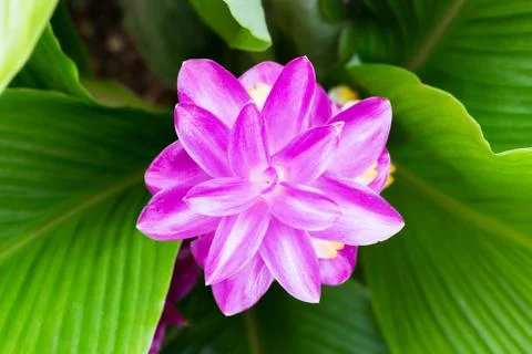 Krachai flower Stock Photos