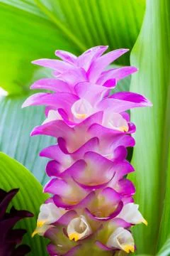 Krachai flower Stock Photos