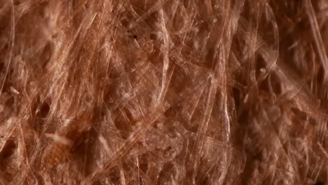 Kraft ecofriendly paper under a microscope. 100x magnification. Wood fibers Stock Footage 265179115
