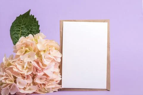 A kraft envelope with a hydrangea flower on a purple background. Invitation l Stock Photos