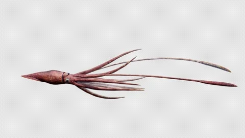 Kraken Animation on Alpha Vidéo 247287180