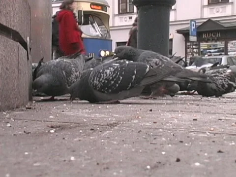 Krakow Pigeons Stock Footage 566679
