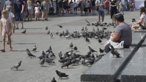 Kraków's doves Stock Footage 95076980