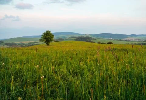 Kraliky Stock Photos