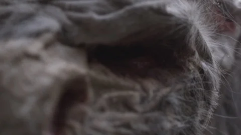 Krampus austrian tradition  close up of face Stock Footage 117218319