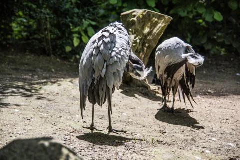 Kranich Stock Photos