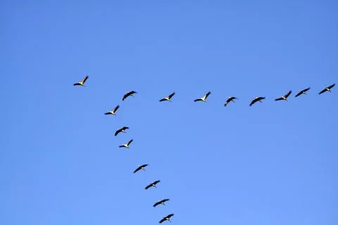 Kranichzug Stock Photos