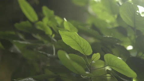 Kranji Corridor Forest leave orbit shot Stock Footage 163745783