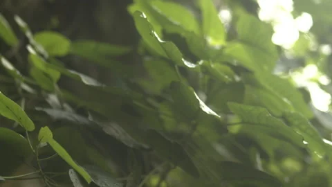 Kranji Corridor Forest leave orbit shot version B Stock Footage 163746145