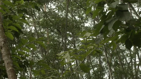 Kranji Corridor Forest Side Track shot Stock Footage 163746514