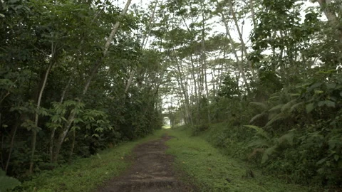 Kranji Corridor Forest Track shot Stock Footage 163746320