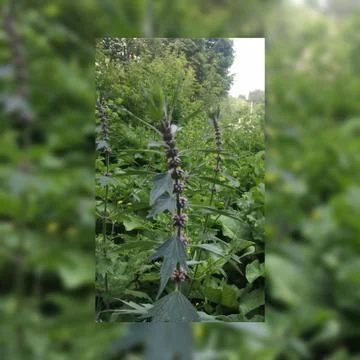 Крапива Stock Photos