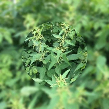 Крапива 写真素材