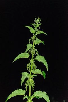 Крапива Stock Photos