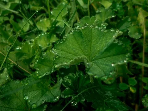 Крапля води на листку, A drop of water on a leaf Stock Photos