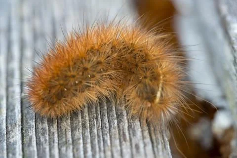Krasa bear - caterpillar Stock Photos