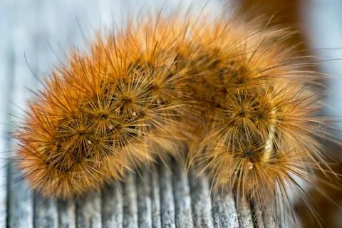 Krasa bear - caterpillar Stock Photos