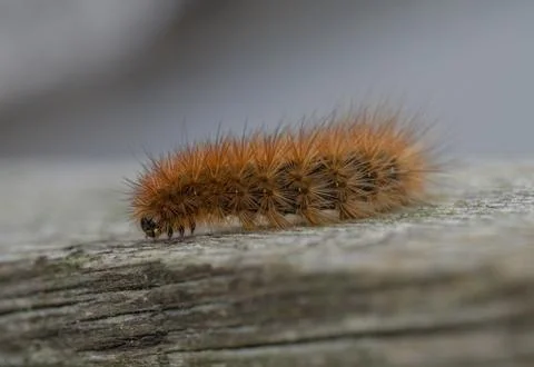 Krasa bear - caterpillar Stock Photos