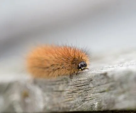 Krasa bear - caterpillar Stock Photos