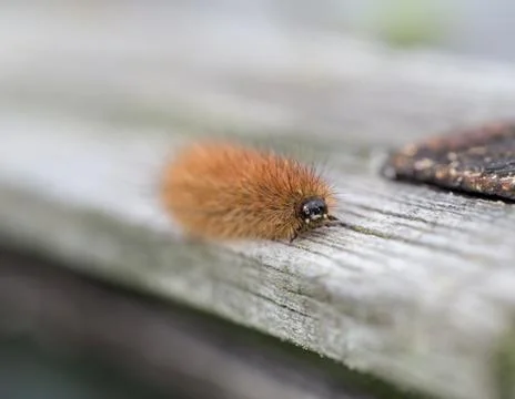 Krasa bear - caterpillar Stock Photos