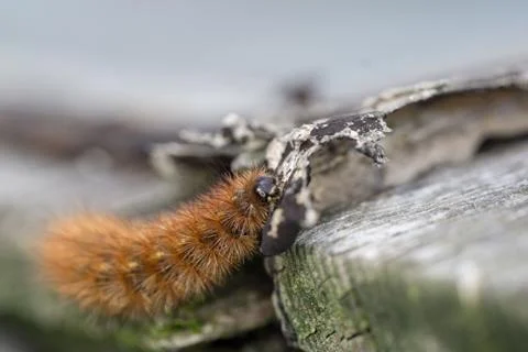 Krasa bear - caterpillar Stock Photos