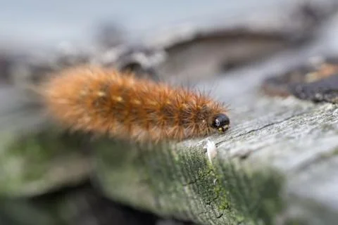 Krasa bear - caterpillar Foto stock