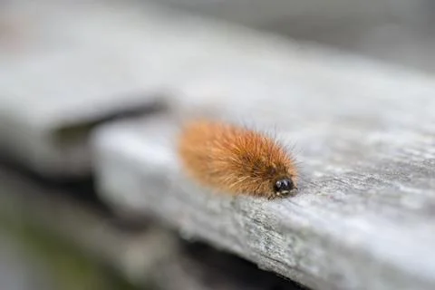 Krasa bear - caterpillar Stock Photos