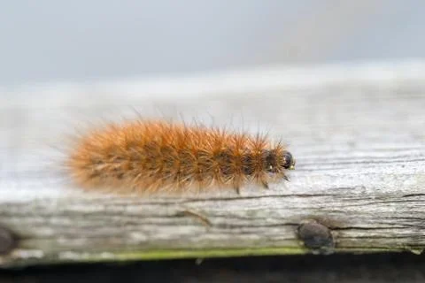 Krasa bear - caterpillar Stock Photos