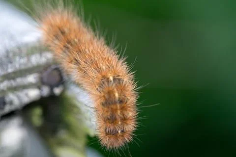 Krasa bear - caterpillar Stock Photos