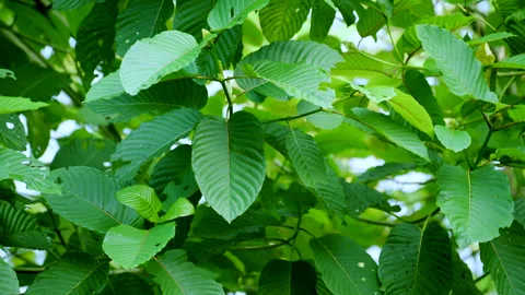 Kratom leaves Kratom sapling (Mitragyna speciose) green Is a type of drug. are a Stock Footage 329615944
