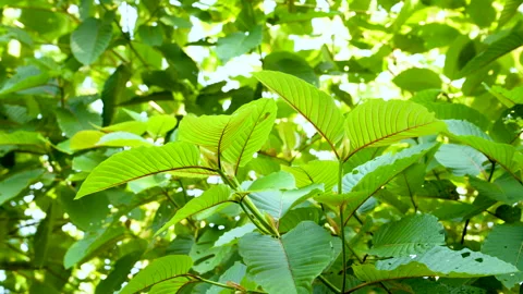 Kratom leaves Kratom sapling (Mitragyna speciose) green Is a type of drug. are a Stock Footage 329619330