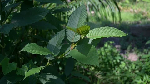 Kratom (Mitragyna speciosa) green Is a type of drug VDO 4K Stock Footage 120526576