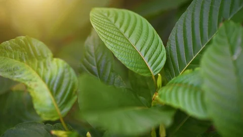 Kratom (Mitragyna speciosa) green Is a type of drug Stock Footage 125461945