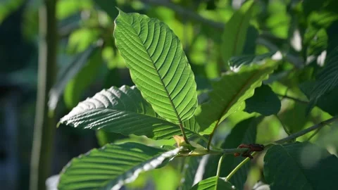Kratom (Mitragyna speciosa) green Is a type of drug Stock Footage 168933137
