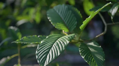 Kratom (Mitragyna speciosa) green Is a type of drug Stock Footage 171502298