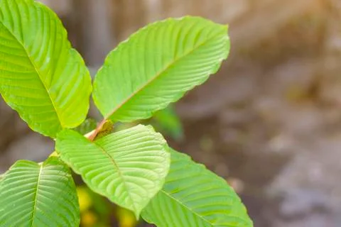 Kratom 스톡 사진