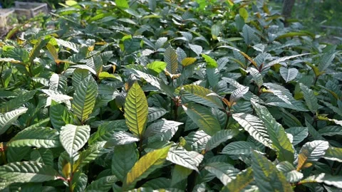 Kratom sapling (Mitragyna speciose) green Is a type of drug Stock Footage 171502240